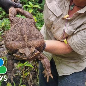 Meet 'Toadzilla' – Australia's record-breaking cane toad