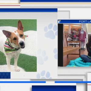 Humane Society of Broward County hoping their furry friends find a good family