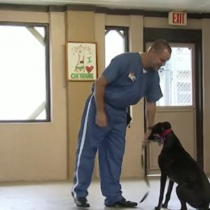 Orange County inmates train greyhounds in obedience program