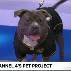 Pet Project: Meet Hamilton, the biggest Jags dog fan