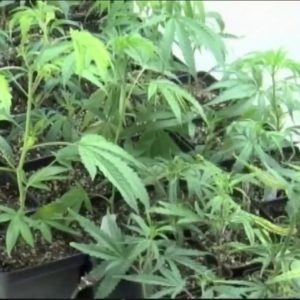 Push to legalize recreational marijuana in Florida