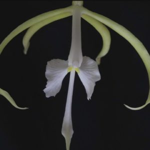 Rare Florida "night orchids" could be saved by common fruits