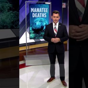 News for Jan. 5, 2023: Manatee deaths on the decline, Disney Marathon weekend