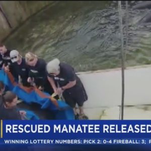 Seaworld returns rescued, rehabbed manatee back into the wild