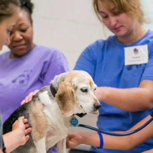 'Become a Veterinarian Camp' Contest