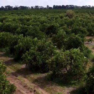 Clermont citrus farm rallies after back-to-back hurricanes, freezes