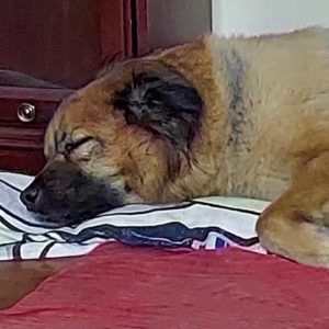 Dog dies after being hit by driver who took off