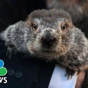 Punxsutawney Phil predicts six more weeks of winter for 2023