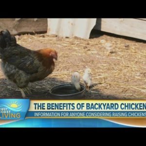 The many benefits of backyard chickens