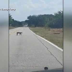 Bobcat and gator face off on Florida roadway