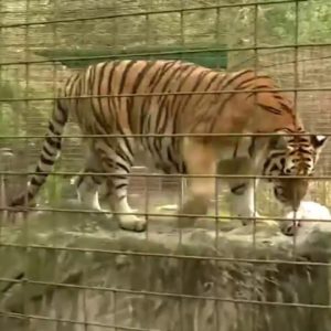 Carole Baskin of 'Tiger King' plans to sell Big Cat Rescue