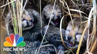 Watch: Four cheetah cubs born in India after pioneering restoration program