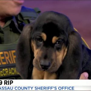 K-9 March Madness: Rip visits The Morning Show
