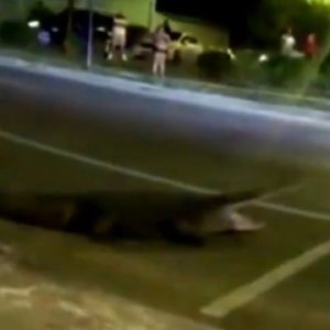 Alligator arrest: Florida police officers wrangle 9-foot beast in street