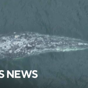 "Miracle whale" without a tail spotted near California