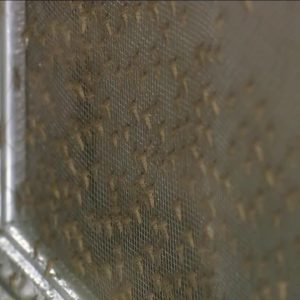 Mosquito Control center in Pasco County keeps close watch on mosquito population