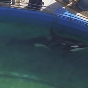 Beloved orca Lolita to be moved back to home waters from Miami Seaquarium
