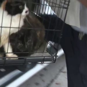 Over 90 cats seized from home in Cutler Bay, authorities say
