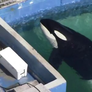 Miami Seaquarium announces plan to return Lolita to 'home waters' over 50 years after capture