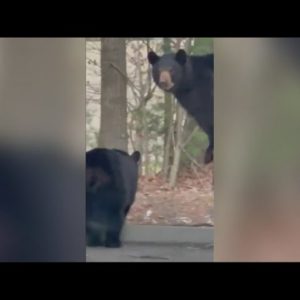 Her reaction to seeing a family of black bears coming out of a dumpster is everything 🐻😍