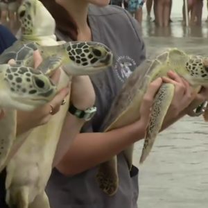 Sea turtles return home after several months of care at Georgia Sea Turtle Center