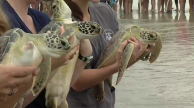 Sea turtles return home after several months of care at Georgia Sea Turtle Center