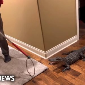 WATCH: Alligator captured after sneaking into home through doggy door