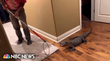 WATCH: Alligator captured after sneaking into home through doggy door