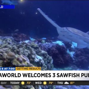 SeaWorld Orlando Celebrates a Historic Milestone in Conservation with the World’s Second Birth i...