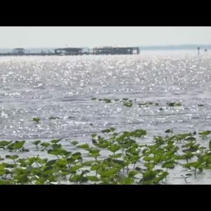 St. Johns Riverkeeper starts six-part series to educate residents following state of the river repor