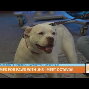 Homes for Paws. Let's find home for Octavia!