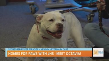 Homes for Paws. Let's find home for Octavia!