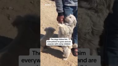 A displaced teenager in Gaza says spending time with his three dogs brings him joy